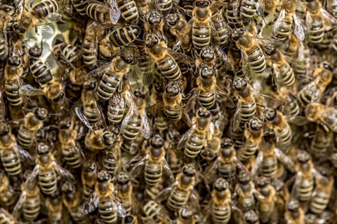 Bee colony, many bees, Western or European honey bee (Apis mellifera), wild construction of natural