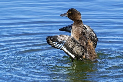 Tufted duck, tufted pochard (Aythya fuligula, Anas fuligula) adult female bathing and flapping