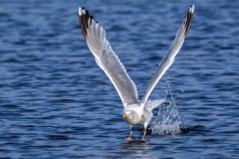 European herring gull (Larus argentatus) adult seagull taking off from sea water surface along the
