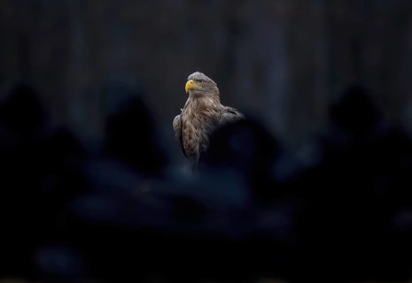 White-tailed eagle (Haliaeetus albicilla) foraging, surrounded by ravens, food envy, ravens, winter