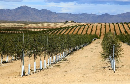 Rolling landscape with lines of newly planted olive trees, near Tabernas, Almeria, Spain, Europe