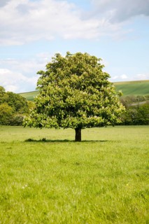 Candelabra of summer flowers on a horse chestnut tree, Aesculus hippocastanum, standing in a grassy