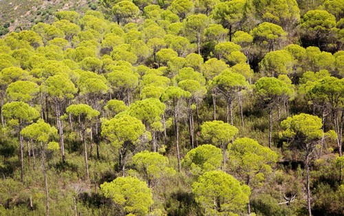 Forest of stone or umbrella pines, Pinus pinea, in the Rio Tinto river valley, Minas de Riotinto,