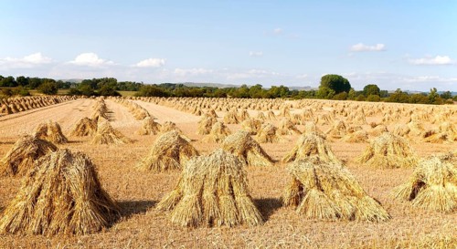 Wheat stooks harvested for thatching standing drying in a field after harvesting, Marden,