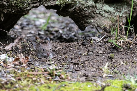 Bank vole (Myodes glareolus), Emsland, Lower Saxony, Germany, Europe