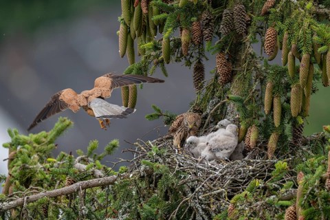 Common kestrel (Falco tinnunculus), female adult bird feeding young birds not yet ready to fly in