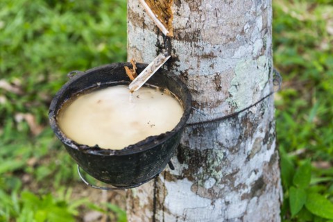 Rubber plantation, chewing gum, rubber tree, nature, plant, harvest, cultivation, extraction,