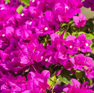 Blooming purple bougainvillea in the tropical garden
