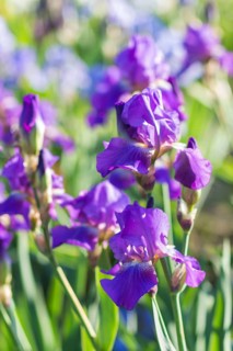 Colorful purple irises in a botanical garden