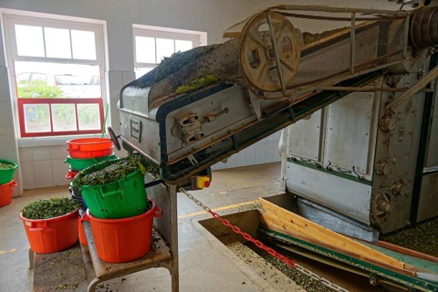 Processing tea leaves on a conveyor belt with buckets in an indoor room, tea cultivation and