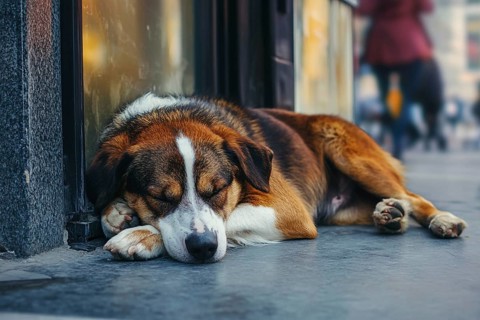 Stray dog sleeping on street. Generative AI, AI generated
