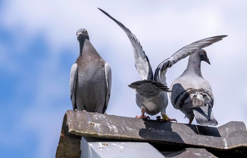 Carrier pigeons, on a pigeon loft, pigeon fancier, Mülheim, North Rhine-Westphalia, Germany, Europe