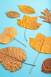 Composition with yellow and brown autumn leaves on blue pastel background. flat lay, top view,