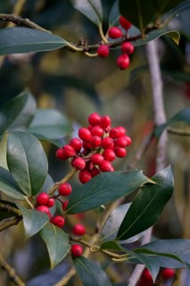 Holly (Ilex aquifolium), with red berries, winter, Saxony, Germany, Europe