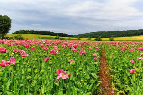 Hiking trail in opium poppy (Papaver somniferum), cultivation of edible poppy, poppy field, pink