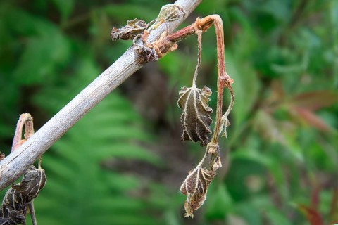 Late night frosts have led to severe frost damage in vineyards in the Elbe Valley. Due to the very