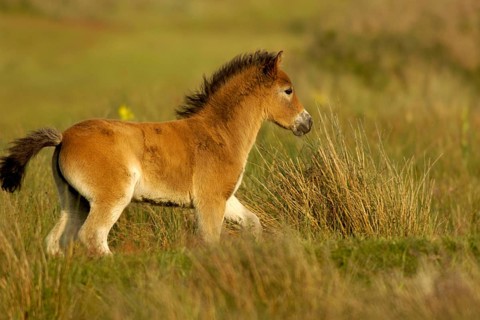 Exmoor pony, Texel Island, Texel Island, Netherlands