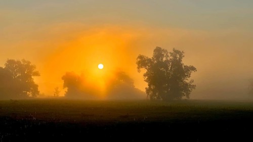Foggy mood, sunrise in the Elbe floodplains, biotope, habitat, floodplain landscape, river course,