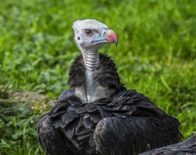 White-headed vulture (Trigonoceps occipitalis) close up portrait, endemic to Africa