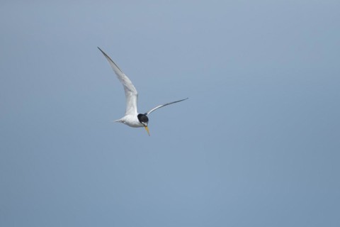 Little tern (Sternula albifrons) adult bird in flight against a blue sky, Suffolk, England, United