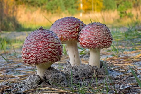 Red fly agaric (Amanita muscaria), poisonous mushroom, red cap with white spots, lucky mushroom,