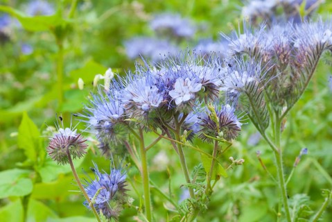 Field with lacy phacelias (Phacelia tanacetifolia) or tufted beauty, tansy-leaved phacelia, tufted