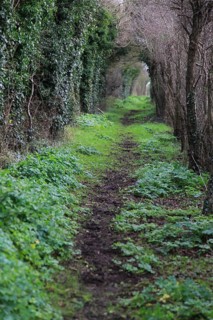 Path passing through tunnel formed by vegetation, Alderton, Suffolk, England, UK