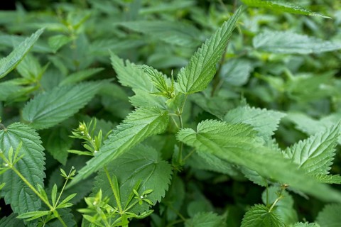Stinging nettle (Urtica dioica) in the eyrie at the edge of the forest, Germany, Europe