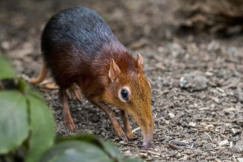 Black and rufous elephant shrew, black and rufous sengi (Rhynchocyon petersi) looking for insects