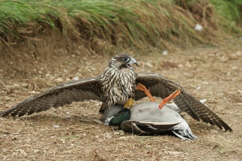 Gerfalcon (Falco rusticolus) young mallard with mallard drake (Anas platyrhynchos) Allgäu, Bavaria,