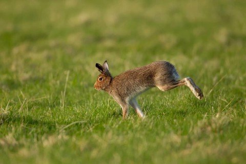 Mountain hare (Lepus timidus) adult animal running across grassland, Scotland, United Kingdom,