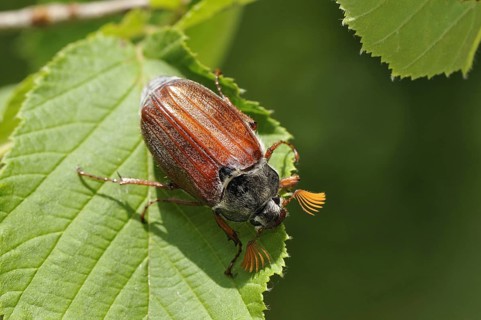 Cockchafer, (Melolontha), Bavaria, Federal Republic of Germany