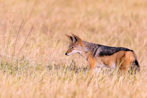 Africa, Botswana, black-backed jackal, Canis mesomelis, Botswana, Botswana, Africa
