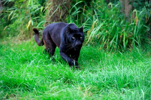 Leopard, Black panther (Panthera pardus), adult, stalking