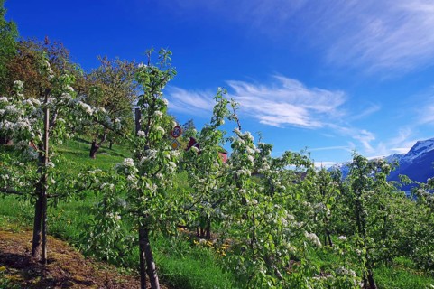 Blossoming apple trees under a clear blue sky in a natural spring landscape, Lofthus,