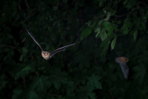 Common pipistrelle (Pipistrellus pipistrellus) hunting insects in front of deciduous forest,