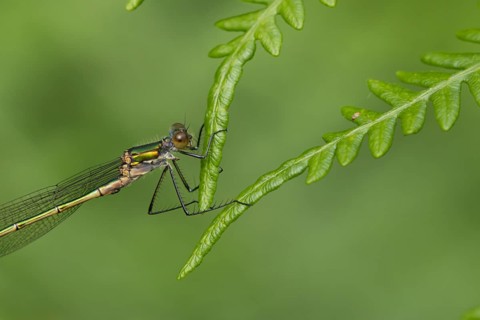 Emerald damselfly (Lestes sponsa) adult female insect resting on a Bracken leaf, Suffolk, England,