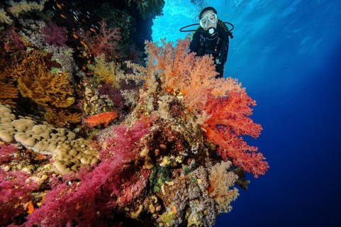 Female diver looking at reef wall drop off of colourful coral reef with soft corals