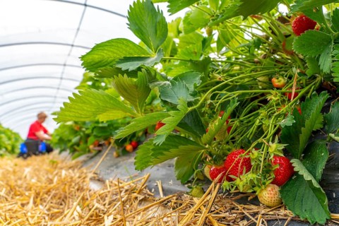 Harvesting strawberries, harvest helper, strawberry cultivation in the open field, under a foil