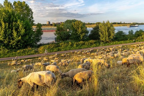 Flock of sheep on the dyke of the Rhine meadows near Duisburg-Baerl, on the other side of the Rhine