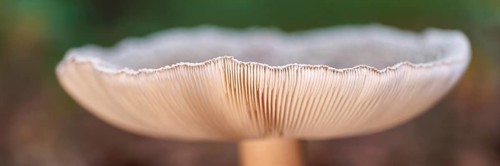 Pearl mushroom (Amanita rubescens), Germany, Europe