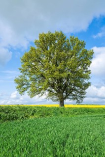 English oak (Quercus robur), solitary tree, in spring, blue sky and white clouds, Thuringia,