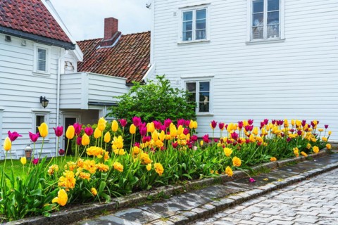 Gamle Stavanger, White Wooden Buildings in Old Stavanger, Stavanger, Norway, Europe
