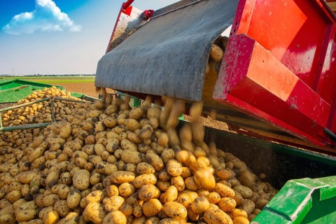 Farmer Hartmut Magin from Mutterstadt harvesting early potatoes in the Palatinate (Mutterstadt,