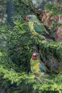 Swallow parakeets (Lathamus dicolor), Walsrode Bird Park, Lower Saxony, Germany, Europe