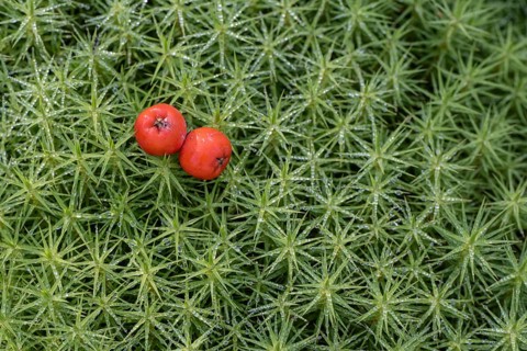 Rowan berries (Sorbus aucuparia) on common wither moss (Polytrichum commune), Emsland, Lower