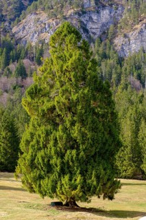 Large fir tree on the Kramerplateauweg, Garmisch-Partenkirchen, Werdenfelser Land, Upper Bavaria,