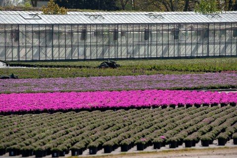 Nursery, plant cultivation, ornamental plants grow in flower pots, outdoors, greenhouse,