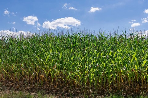Symbolic image, renewable energies, maize plants, biogas plant, feed maize, maize cobs, clouds,