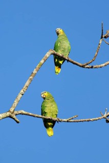 Orange winged parrot, Amazona amazonica amazónica, Amazon Basin, Brazil, South America